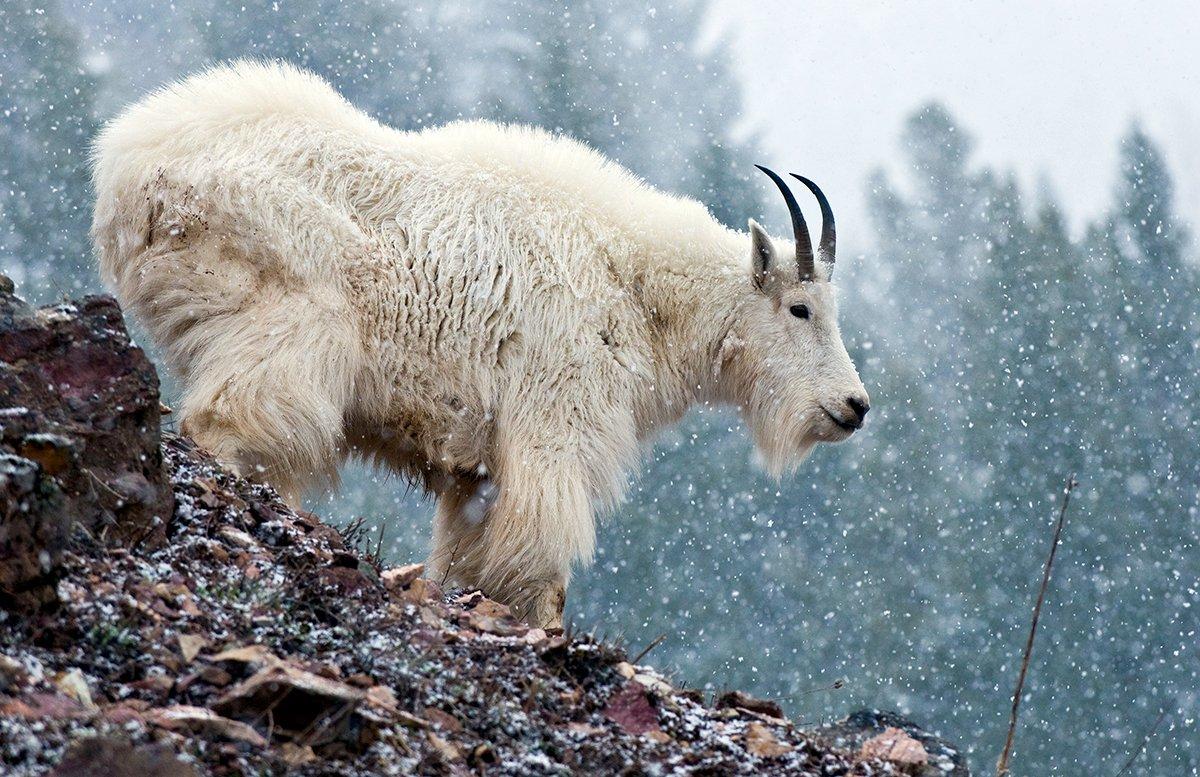 Mountain Goat