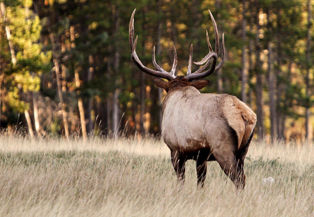 Sound carries in the wild. Become proficient at guesstimating yardages of bugling bulls. Image by Images on the Wildside