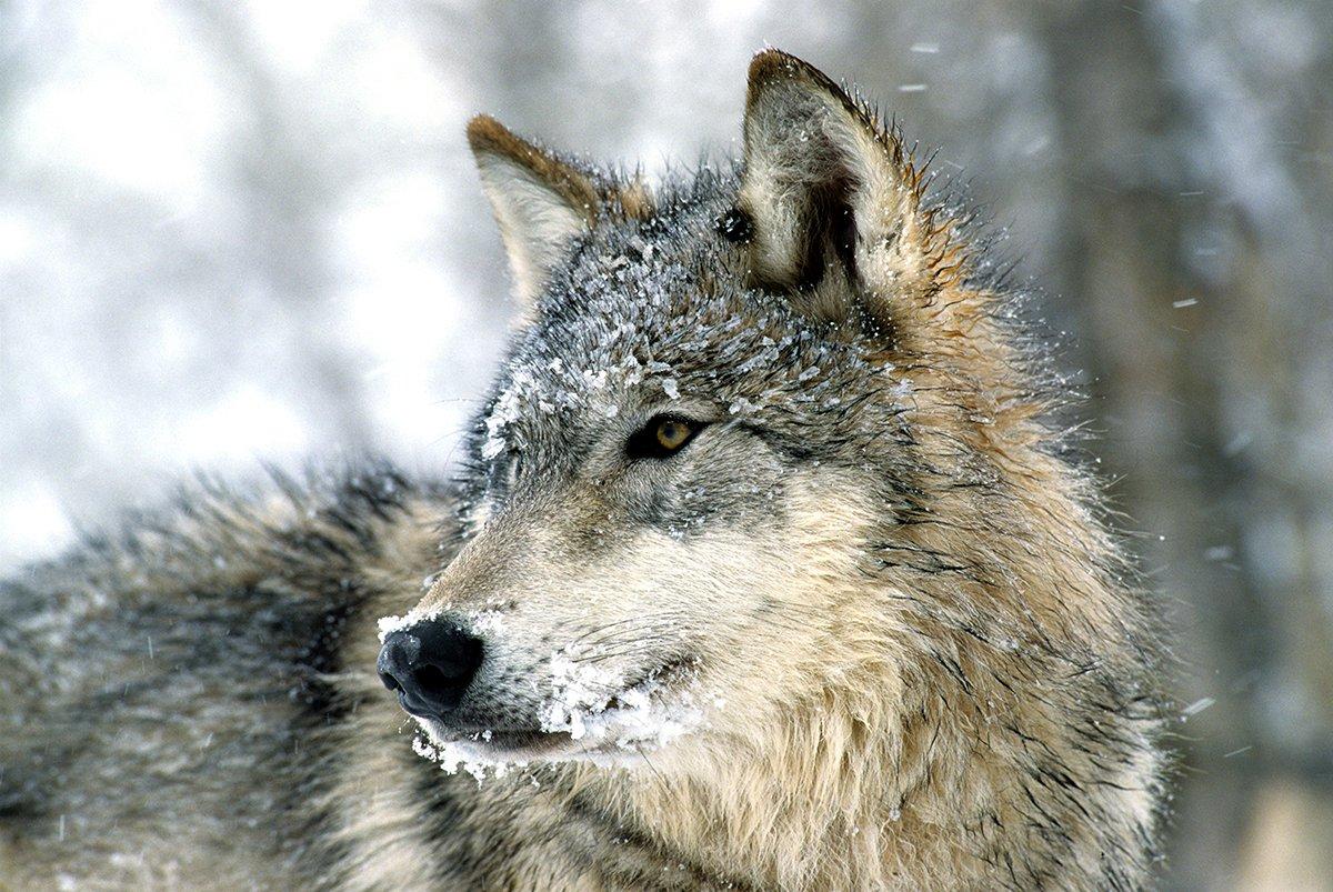 Transplanted Canadian grey wolves called too successful - Red Deer