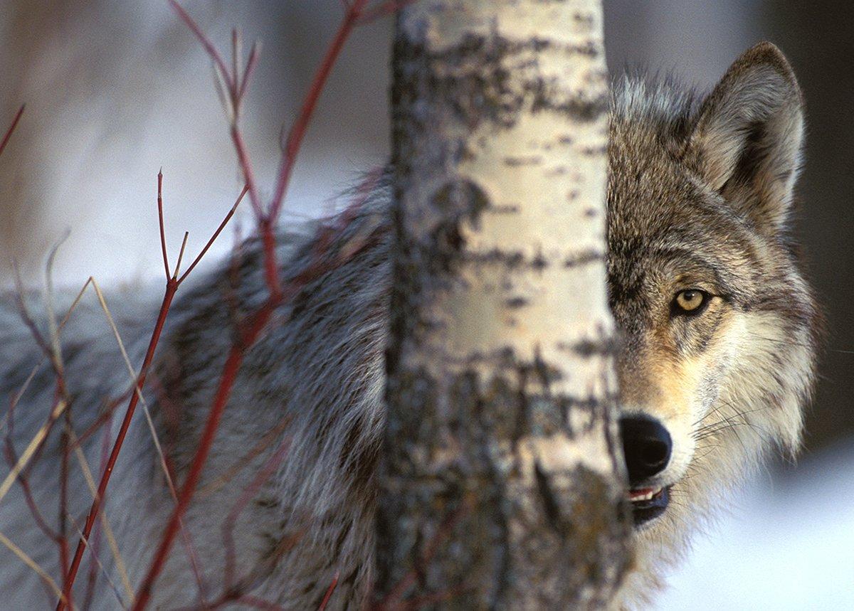 Gray wolf reintroduction has been a success in numerous states, some of which now have huntable populations. Photo by Images on the Wildside