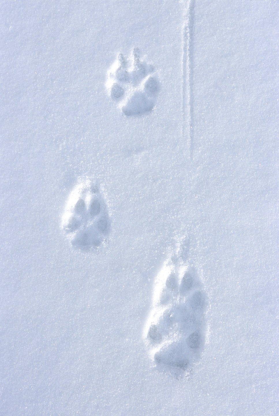 Wolf tracks in the snow. Photo by Images on the Wildside