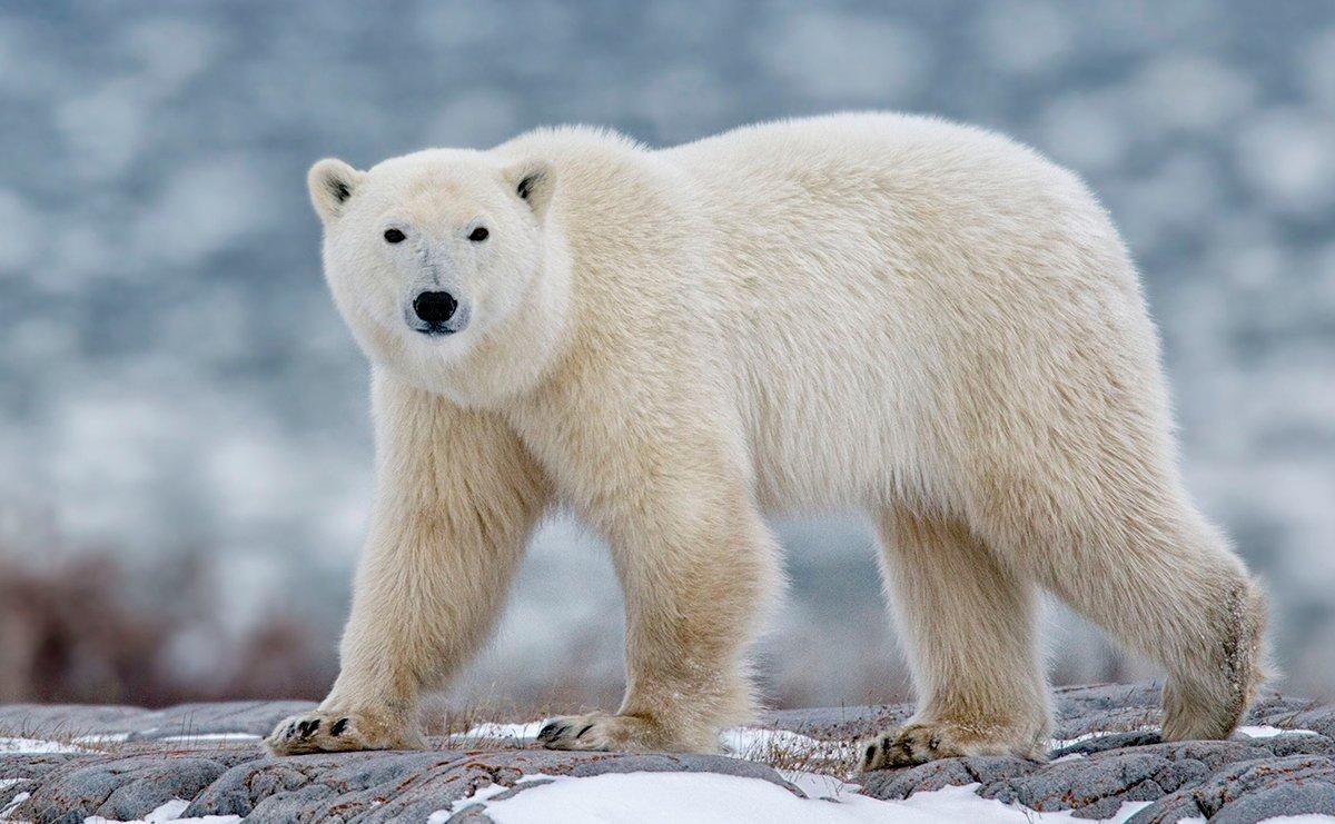 The mighty polar bear. Image by Isabel Kendzior