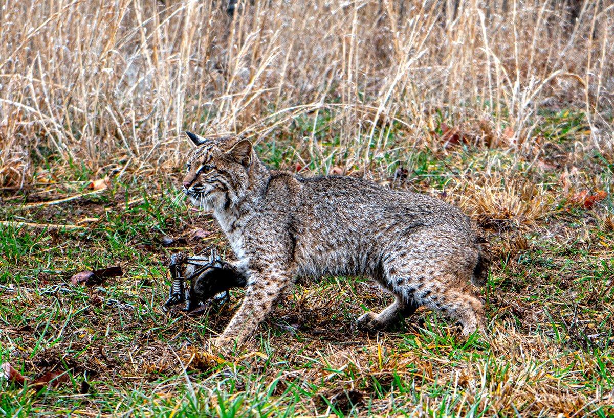 A dirt-hole set works just fine for bobcats, foxes, raccoons, and other predators. 