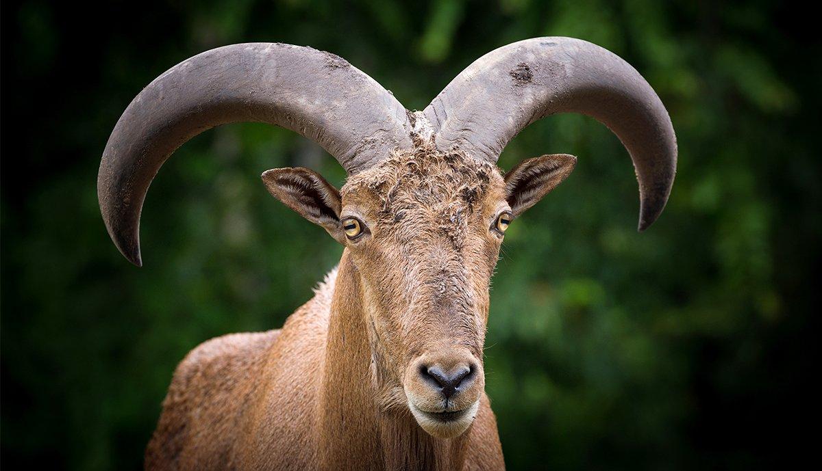 Aoudad