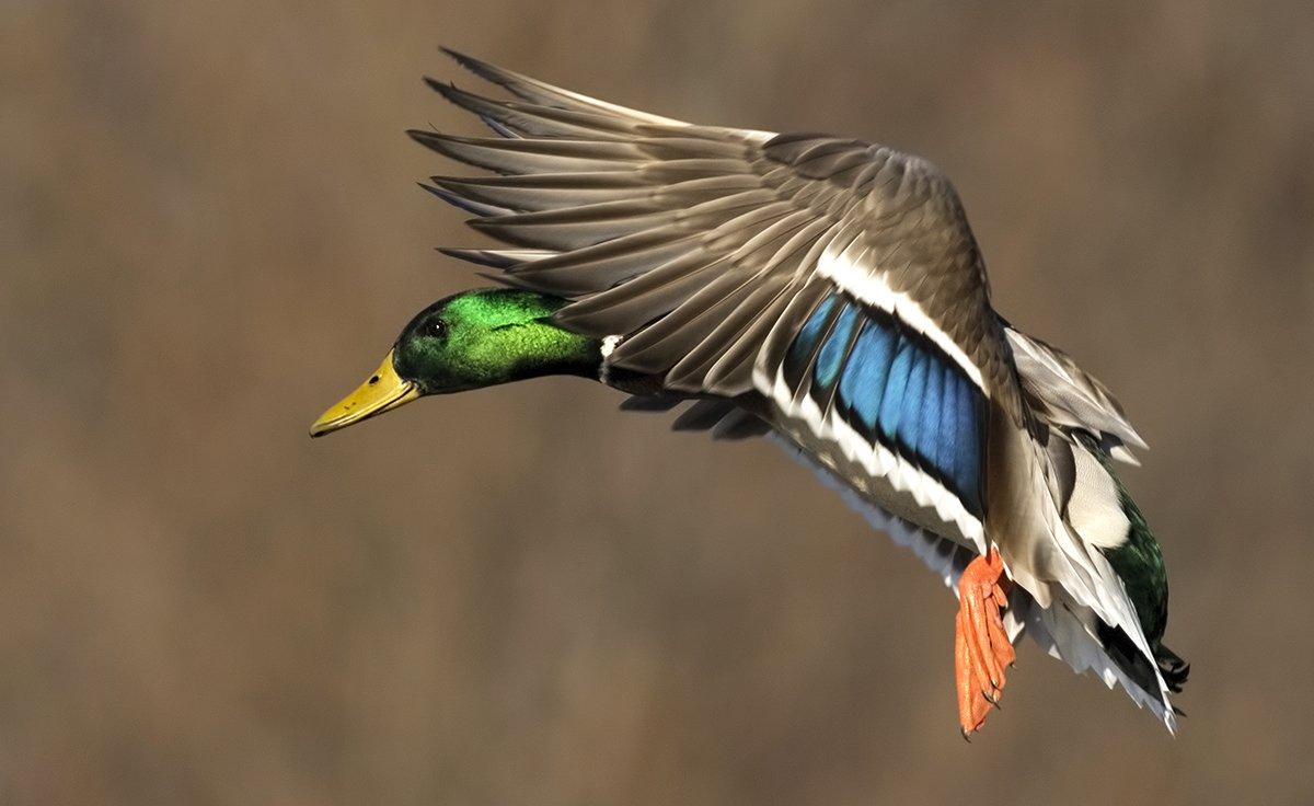 The mallard-rich Mississippi Flyway seems poised for another great season. Photo by Jeffrey Weymier