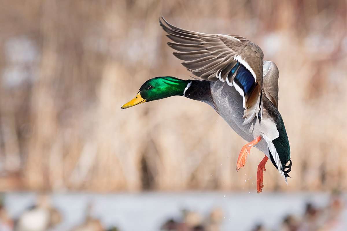 Mallards, bluewings and wood ducks have been the early stars in the flyway. Photo by Jeffry Weymier Mallards, bluewings and wood ducks have been the early stars in the flyway. Photo by Jeffry Weymier