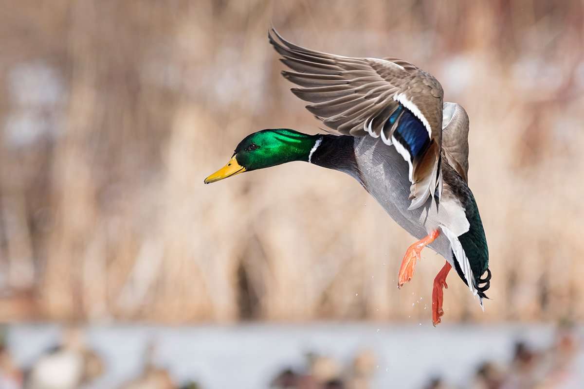 Mallards, bluewings and wood ducks have been the early stars in the flyway. Photo by Jeffry Weymier