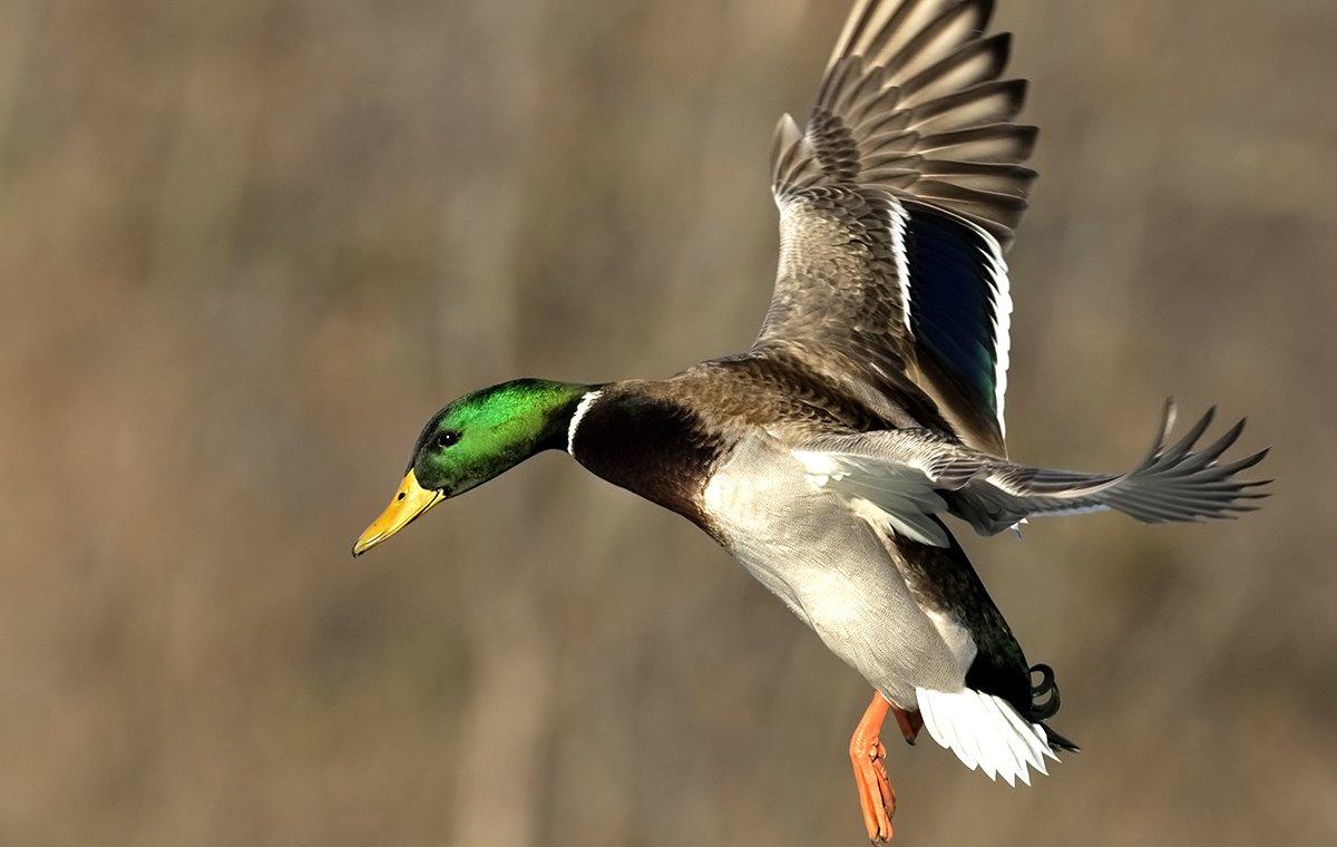 Arkansas' recent midwinter mallard counts are actually similar to those from the 1980s. Photo by Jeffrey Weymier/Shutterstock