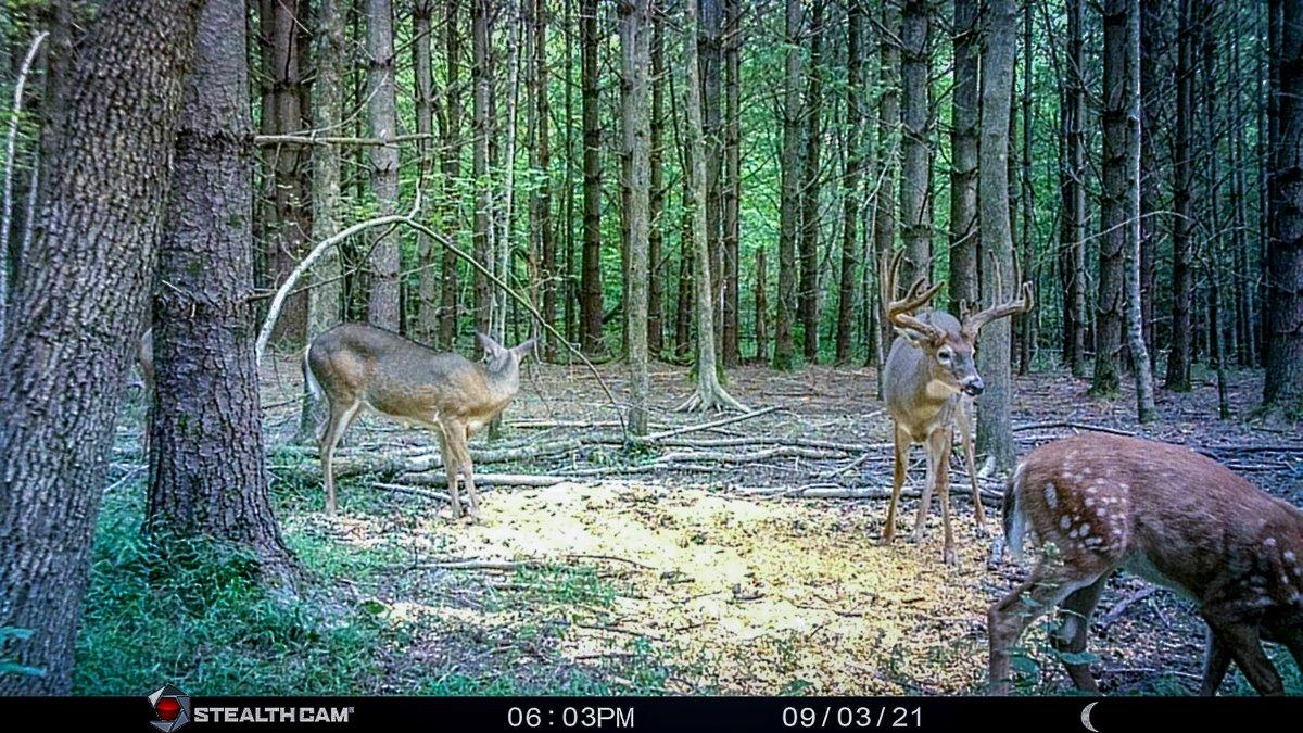 Stamper had been watching the buck all summer. Image by Jeffrey Stamper