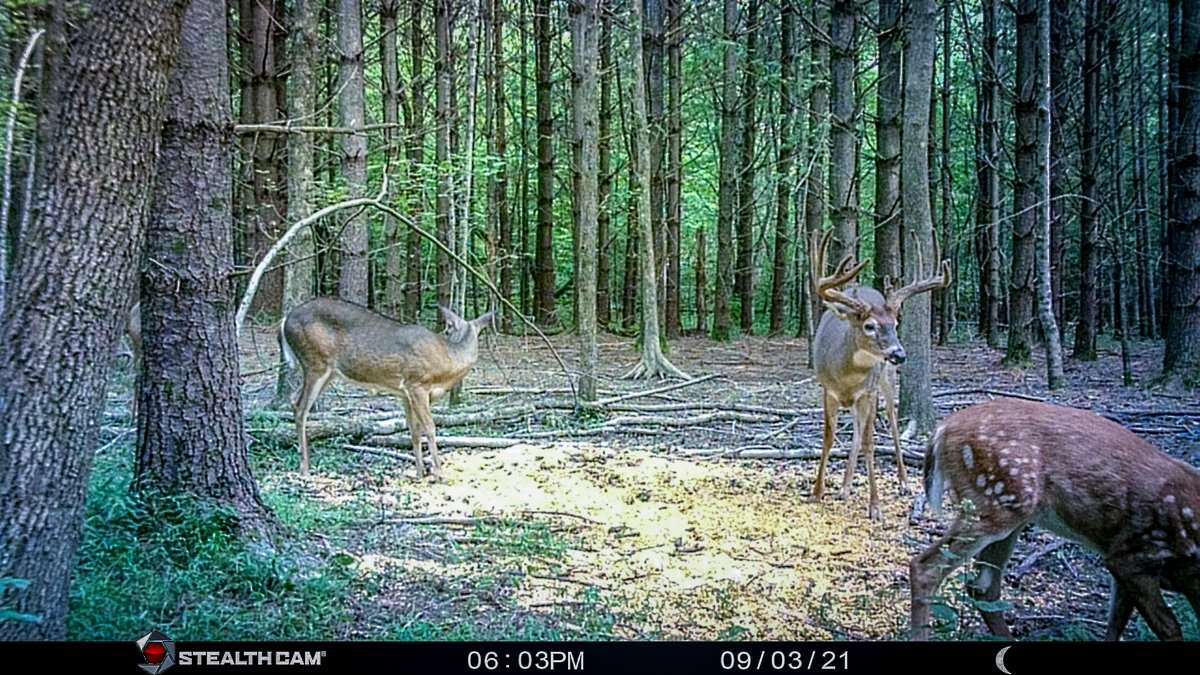 Stamper had been watching the buck all summer. Image by Jeffrey Stamper Stamper had been watching the buck all summer. Image by Jeffrey Stamper