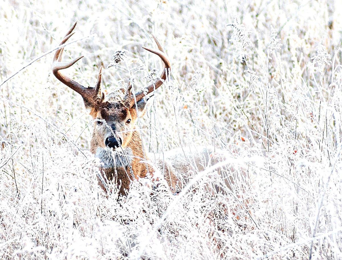 Snow makes life difficult for deer