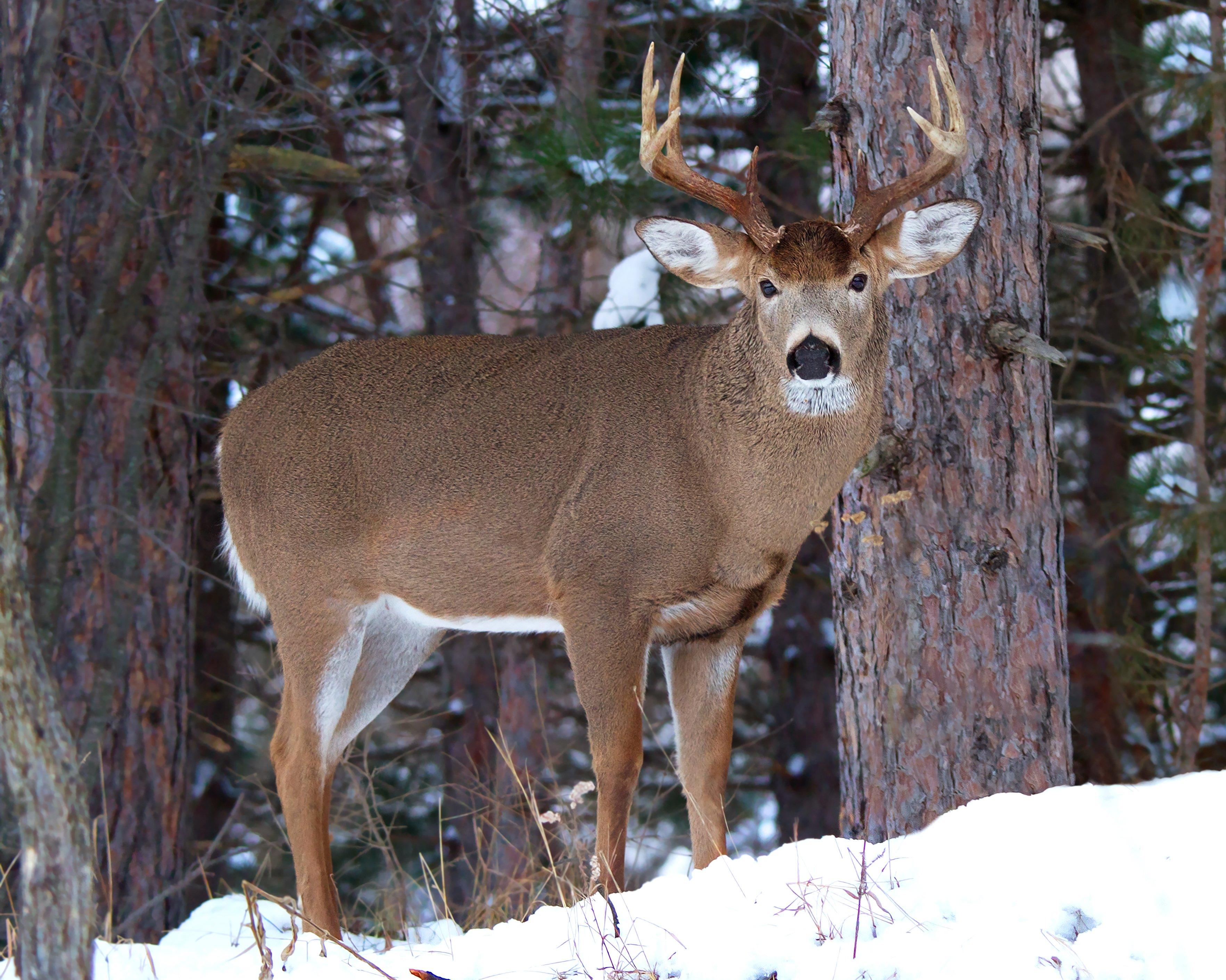 Every deer season is full of lessons. Remember to pay attention. Image by Jim Cumming