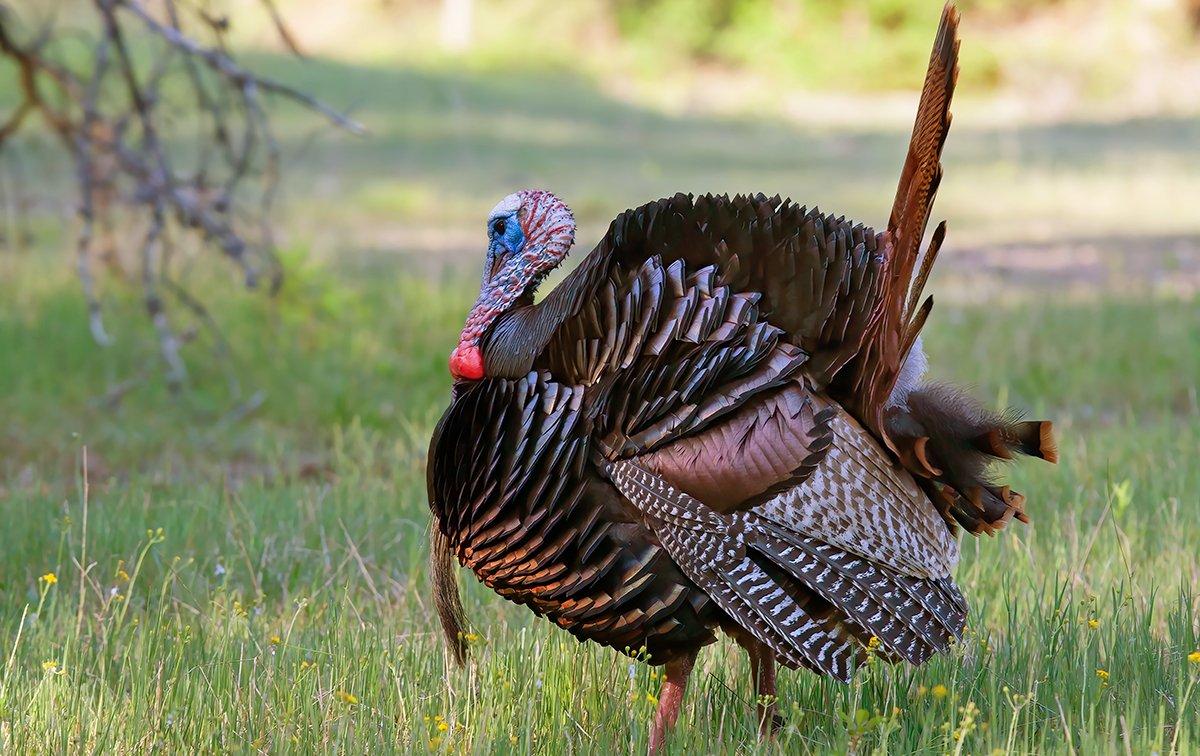 Time for turkeys to gobble and fish to bite