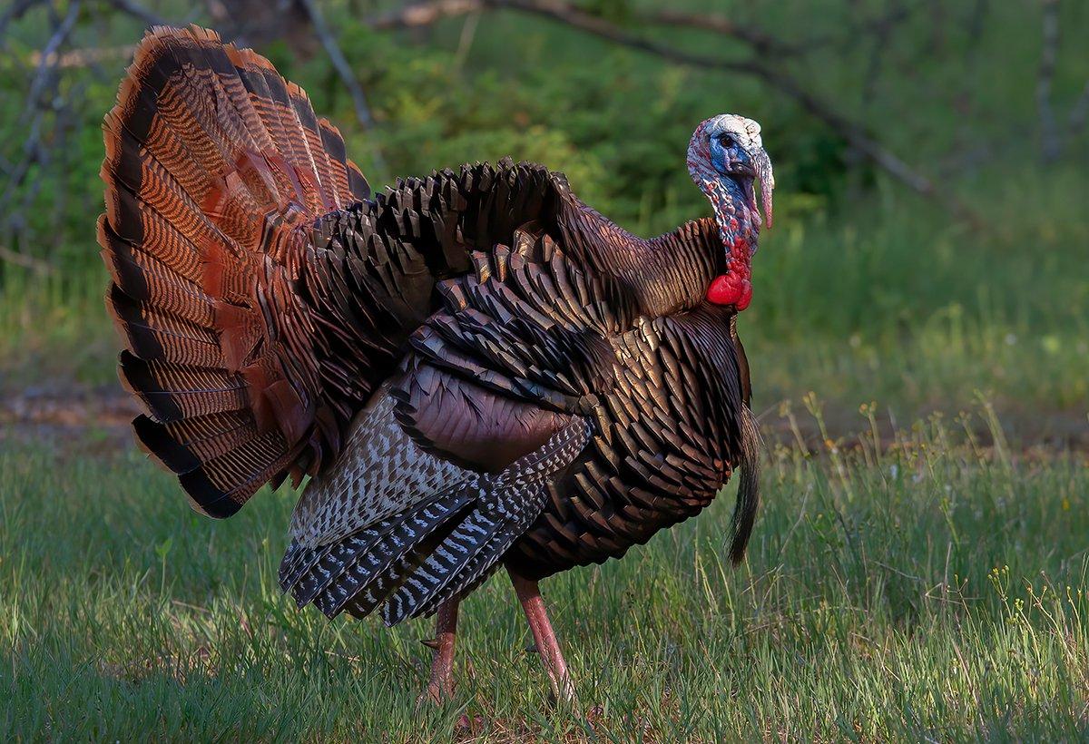 Many Northeastern states saw above-average nesting success the past two years, stirring optimism among hunters. Photo by Jim Cumming