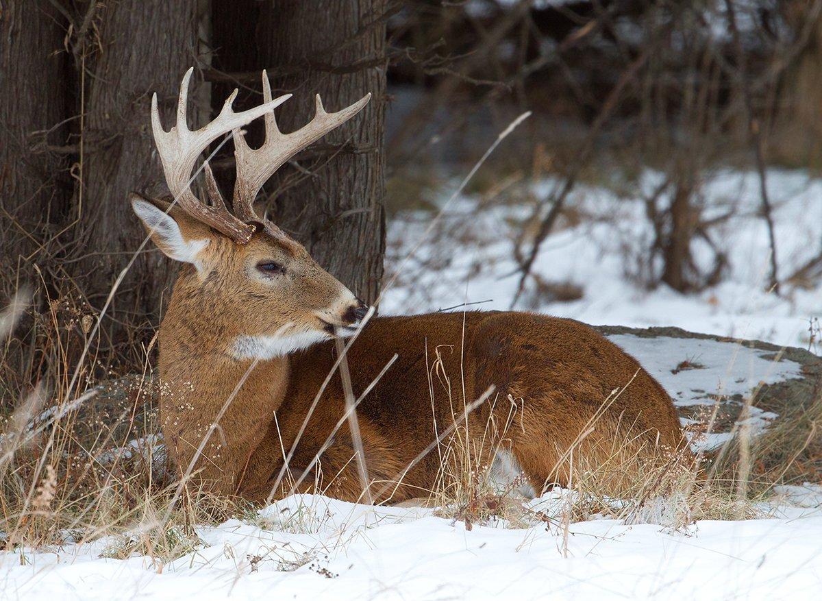 Finding where a buck spends its daylight hours is the key to late-season success. Image by Shutterstock / Jim Cumming