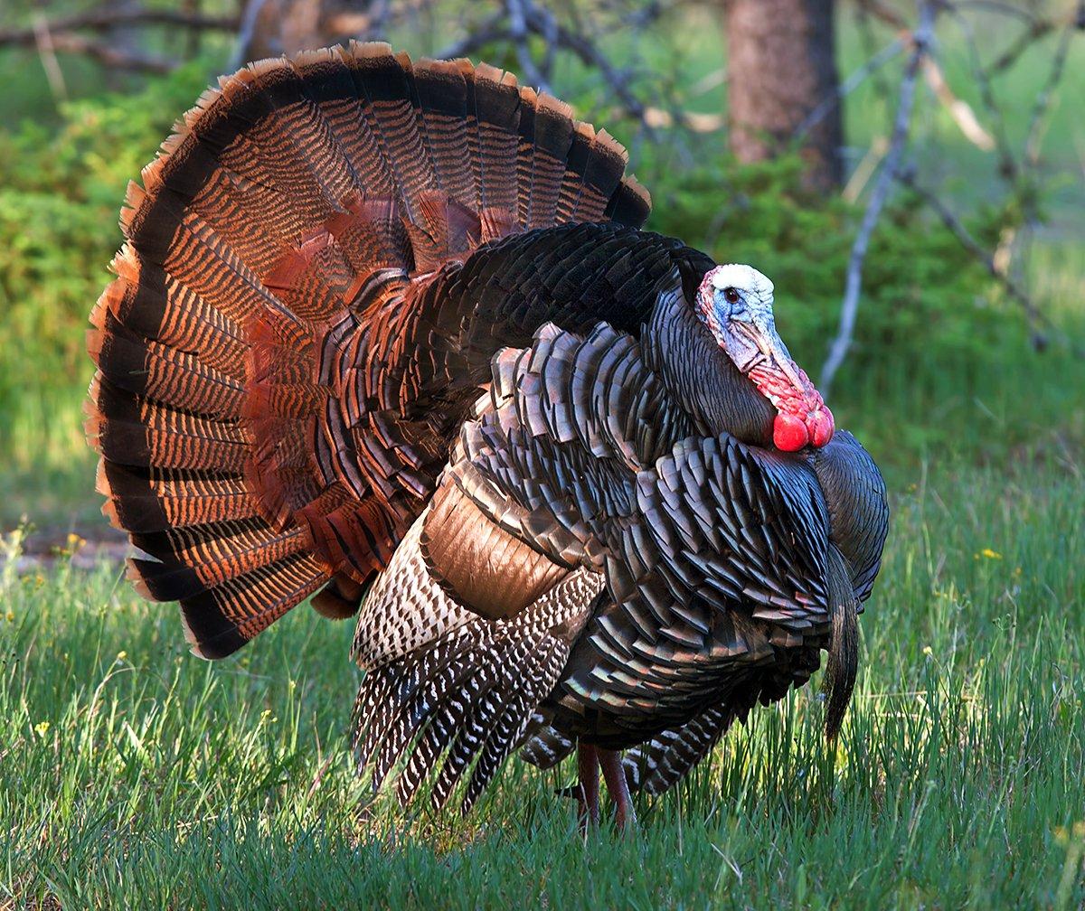 Northern and plains turkeys are acting right despite recent winter weather. Image by Shutterstock / Jim Cumming