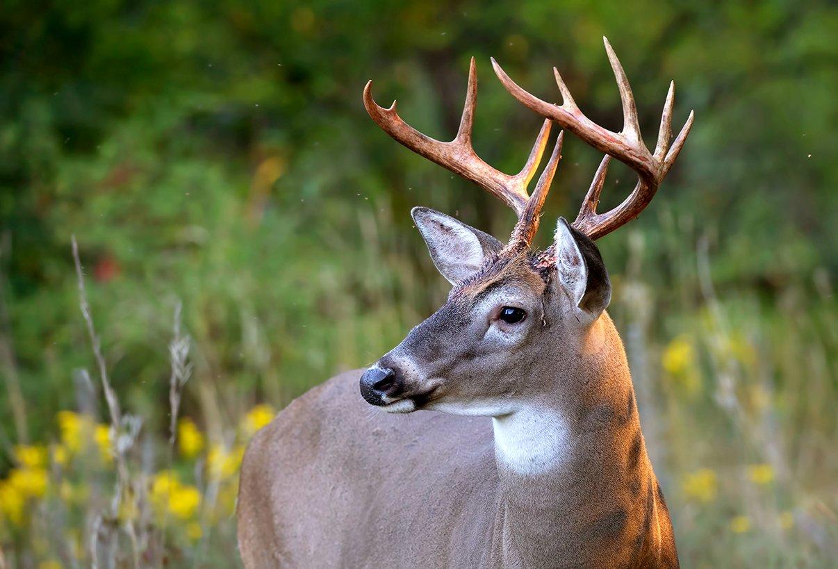 Knowing how deer move in September is an important part of the scouting process. Image by Jim Cumming