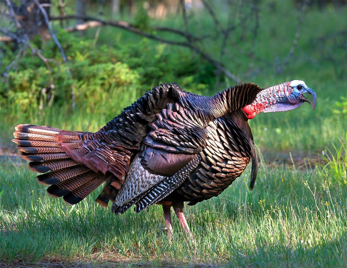 With many hens starting to nest, southern turkey hunters are finding plenty of responsive birds. Image by Shutterstock / Jim Cumming