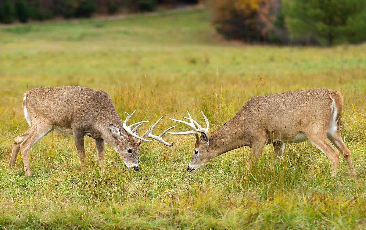 Two bucks squaring off during the pre-rut. Image by Jim Cumming