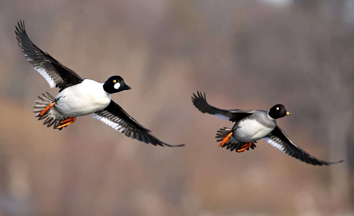 Extreme weather days have produced the best action for Atlantic Flyway hunters. Photo by Jim Nelson