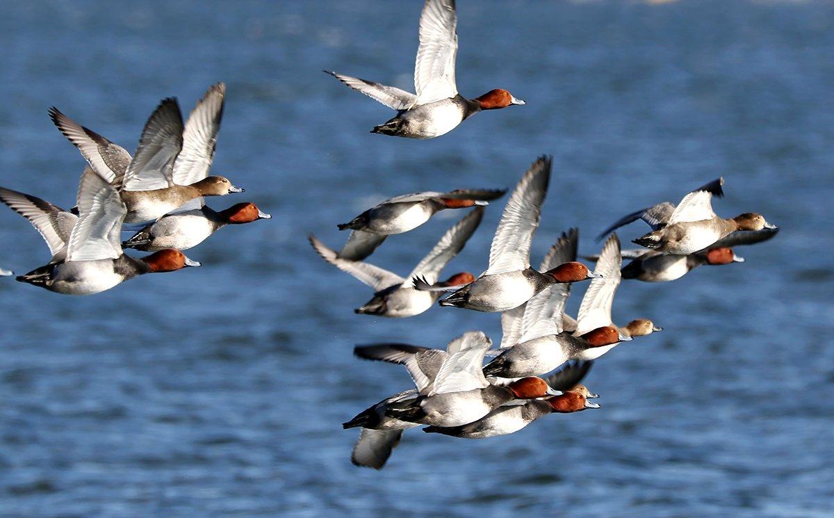 Redheads have arrived along the Texas coast, but many marshes have become salty because of low water. Photo by Jim Nelson