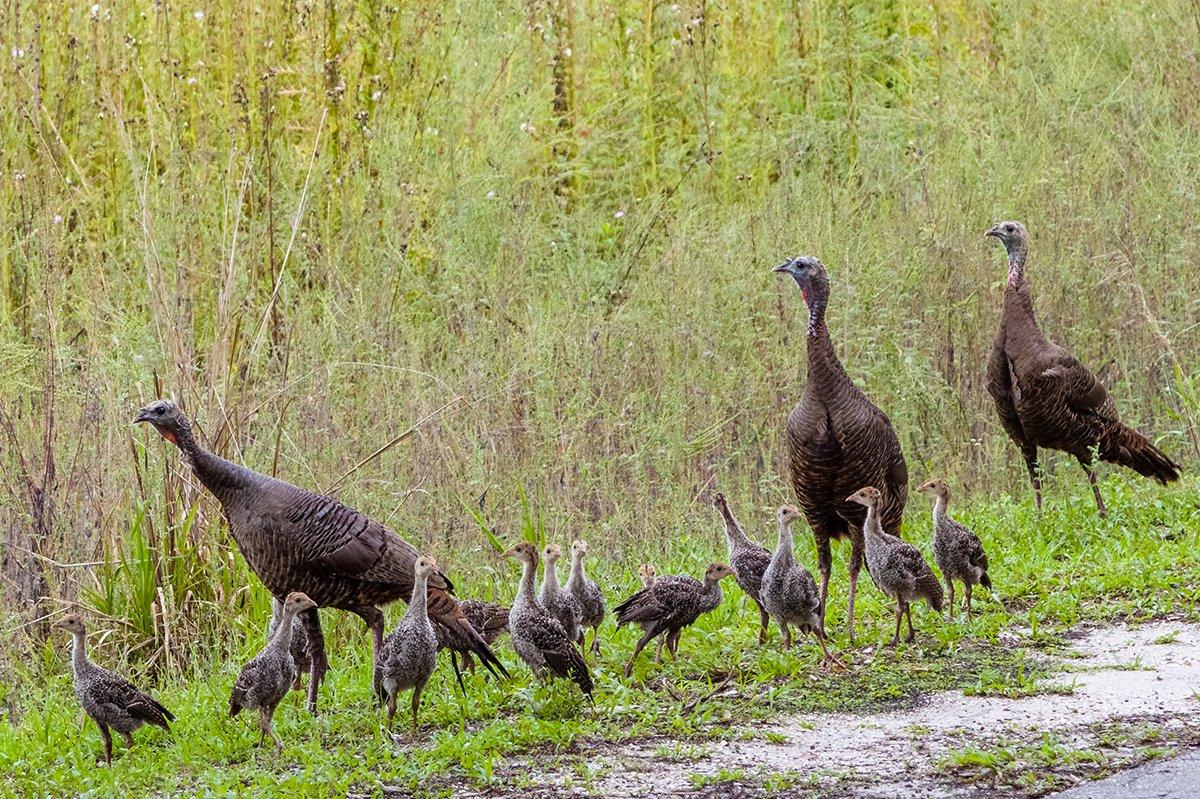 With poult recruitment down, researchers are seeking to find the cause. Image by Jim Schwabel