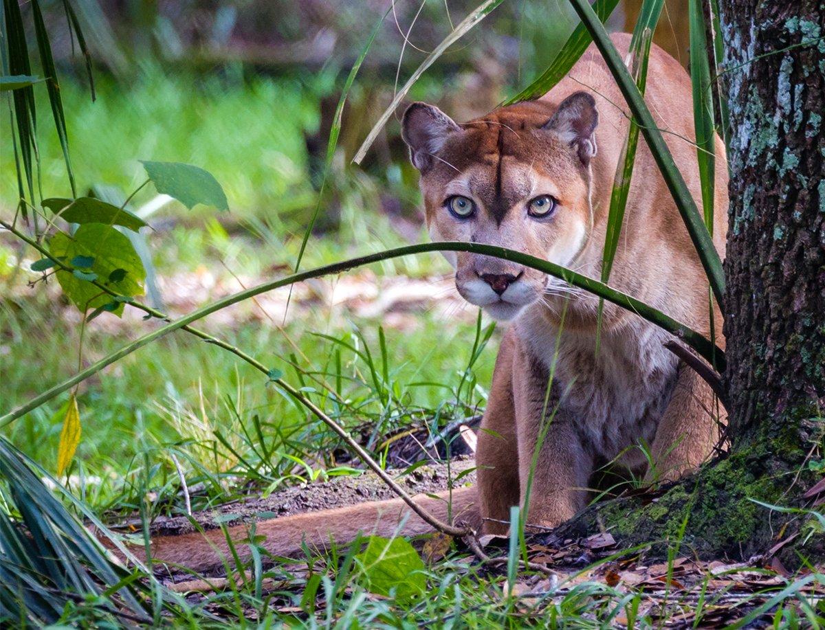 As Florida panther populations continue to increase, whitetail habitat has decreased. Photo by Jo Crebbin
