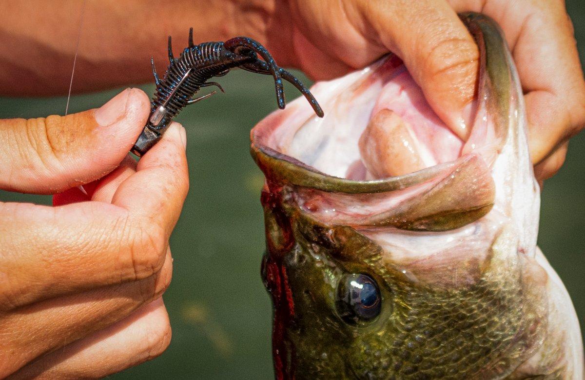 Matching the hatch with smaller lures that imitate insects is critical for getting strikes during a bug hatch. Image by author