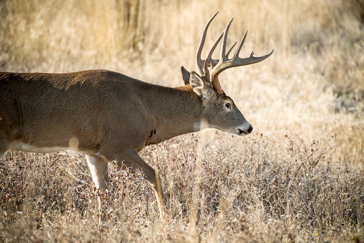 That buck passing by just out of range? Yeah, it's a good idea to throw a grunt or two at him. Image by John Hafner