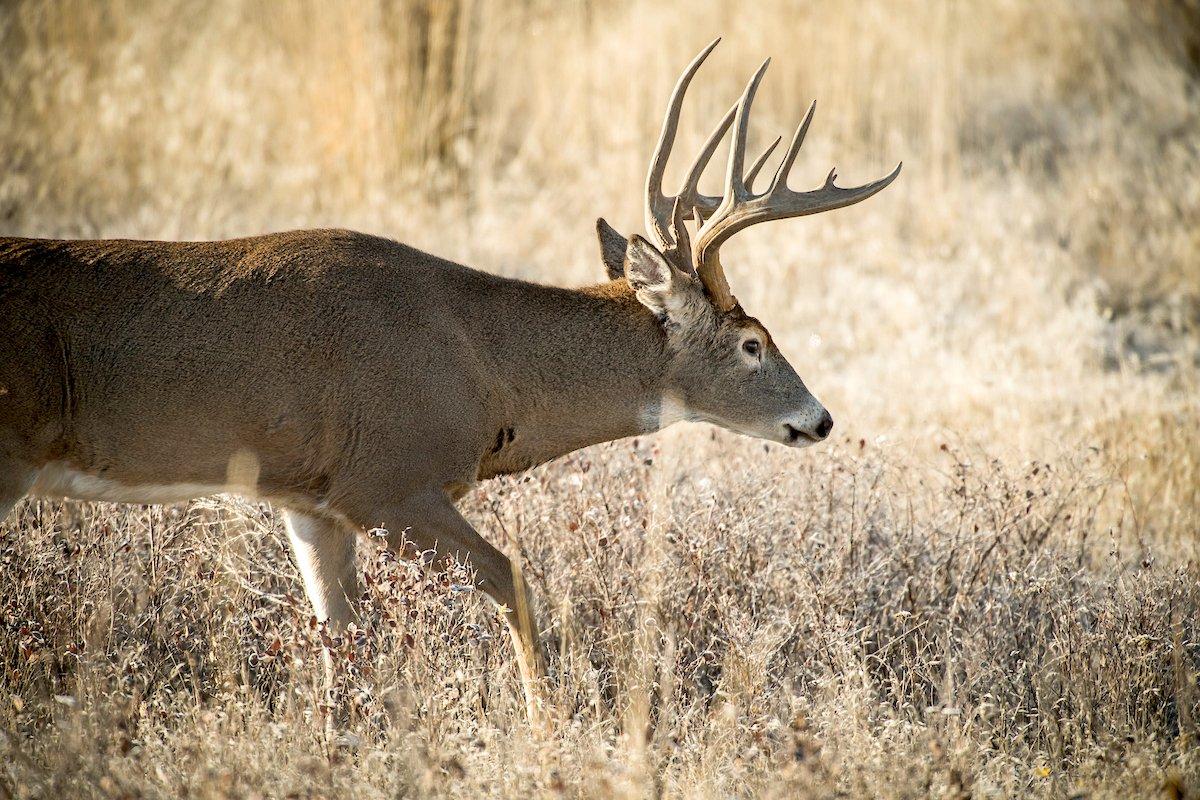 Smack Talk: Aggressive Deer Calling Strategies - Realtree Camo