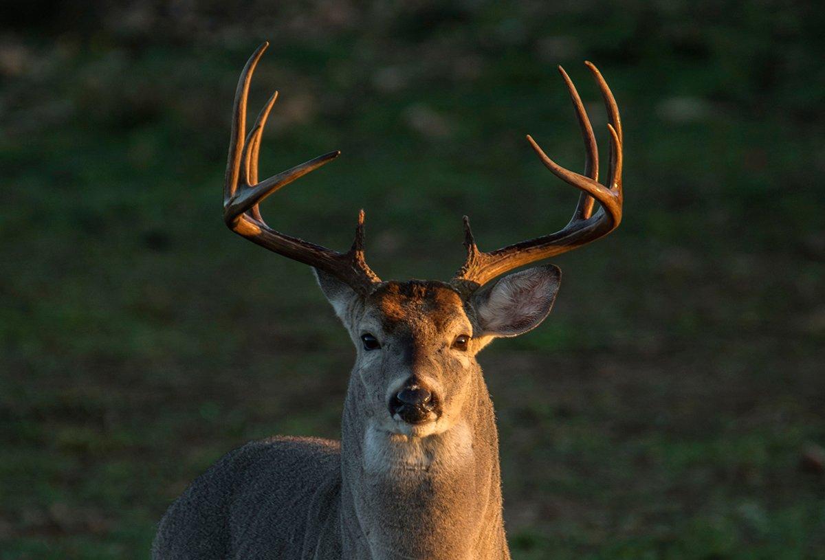 No matter the size of the bucks you hunt, it's important to protect your hunting spot from everyone, including yourself. Image by John Hafner