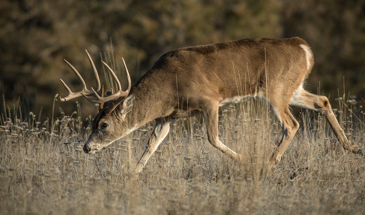 Testosterone levels are rising, and bucks are starting to move more. Are you ready? Image by John Hafner