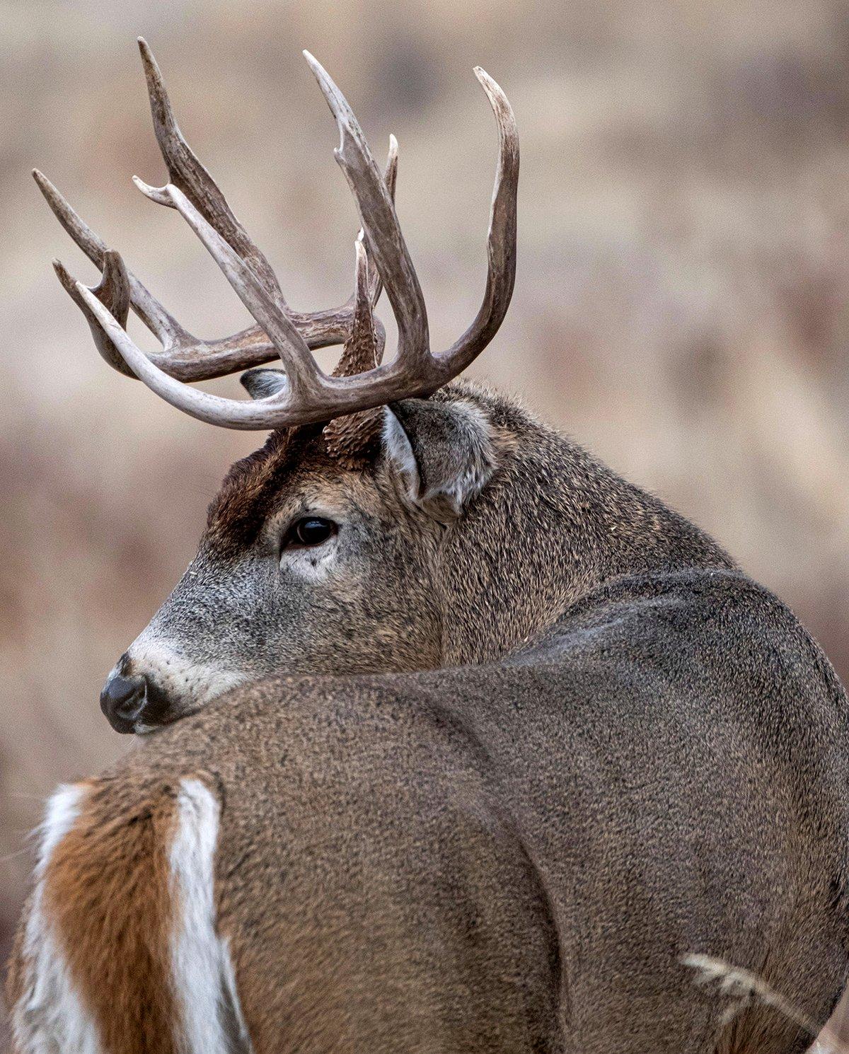 The whitetail restoration is a true success story. Image by John Hafner