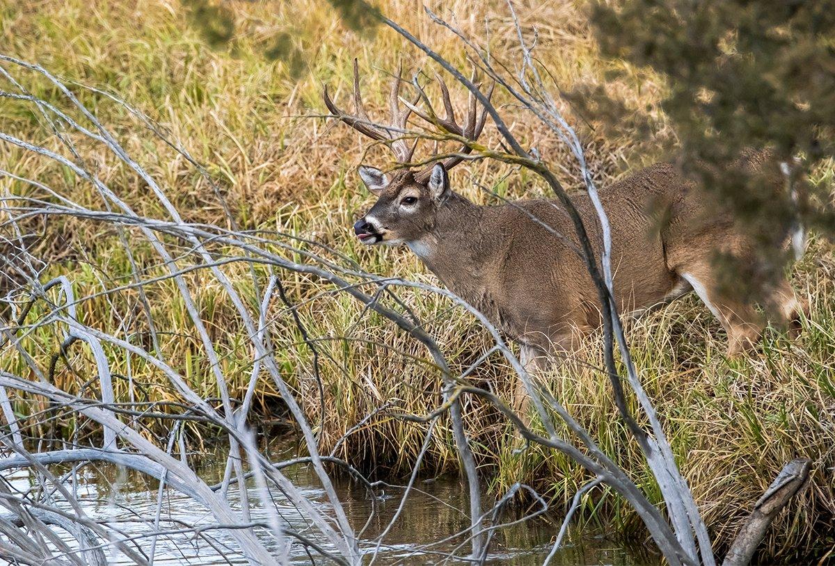 Don't underestimate the power of a watering hole in October. Image by John Hafner