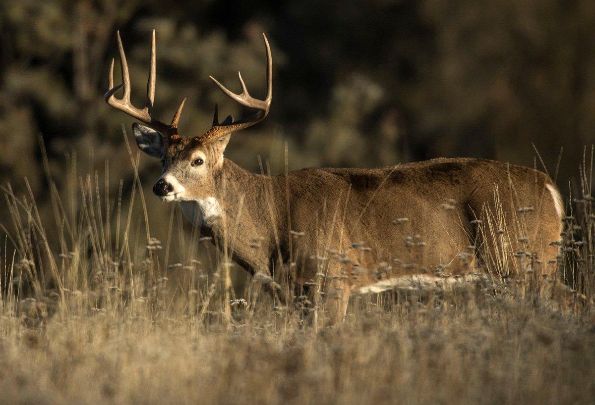 Check out our roundup of March whitetail headlines. Image by John Hafner