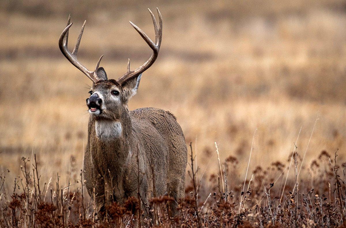 The average age of harvested bucks has increased in the last decade, and that should only continue. Image by John Hafner