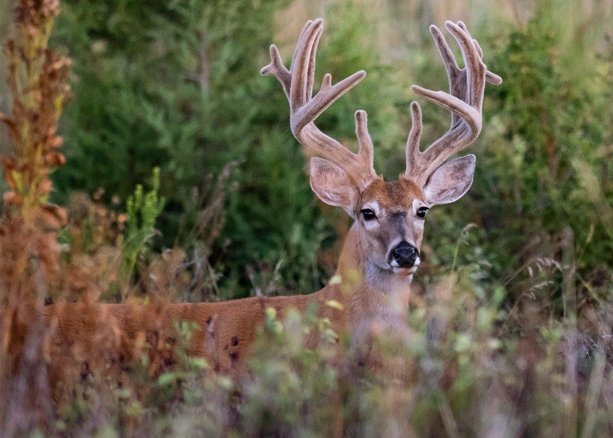 In some states, whitetails are contracting Covid. Image by John Hafner