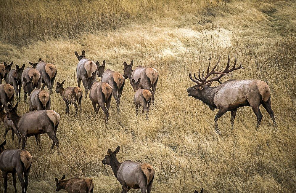 Getting a shot off at an elk is hard. Recovering one after a subpar hit is equally challenging. Image by John Hafner