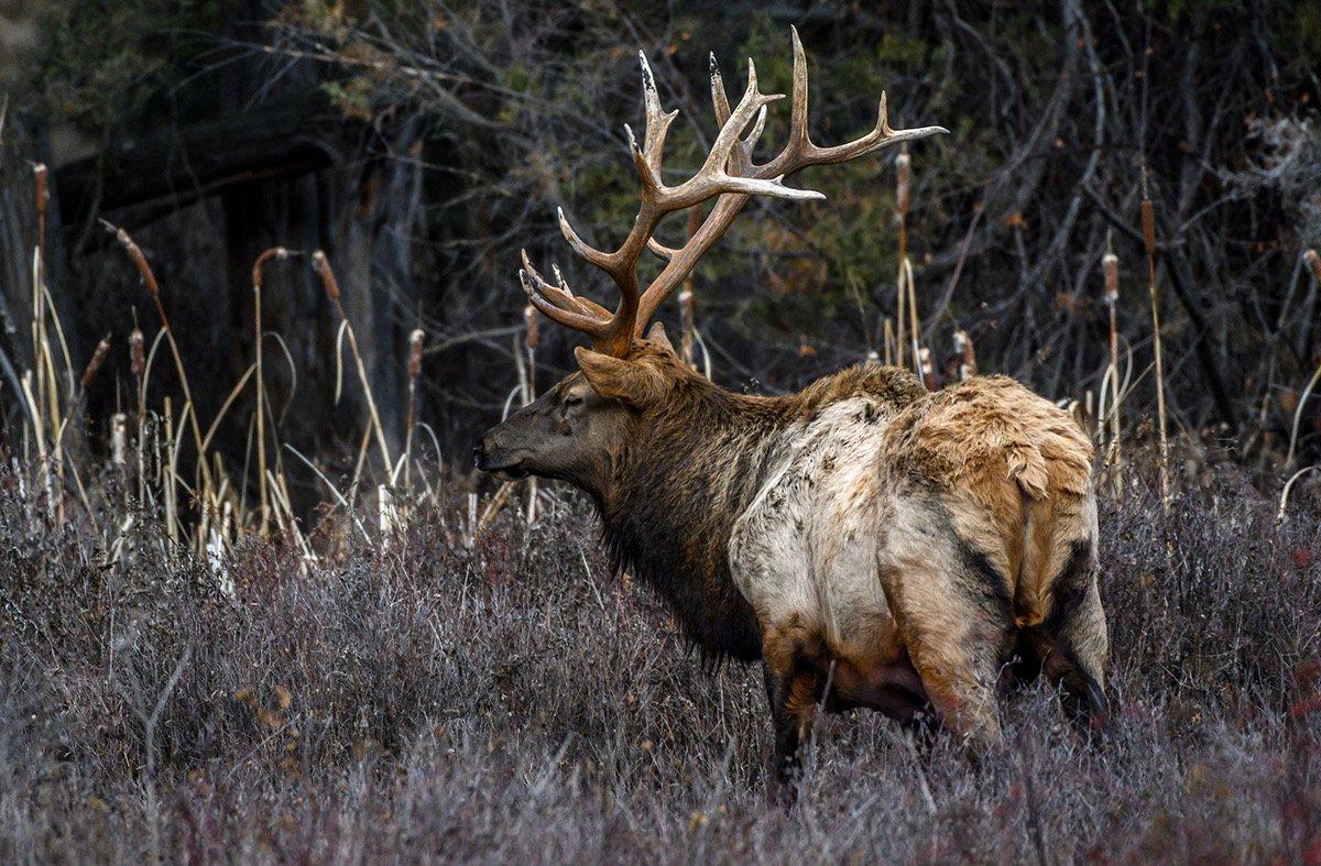 Those who want double the adrenaline and meat should hunt Colorado elk and black bear. Image by John Hafner