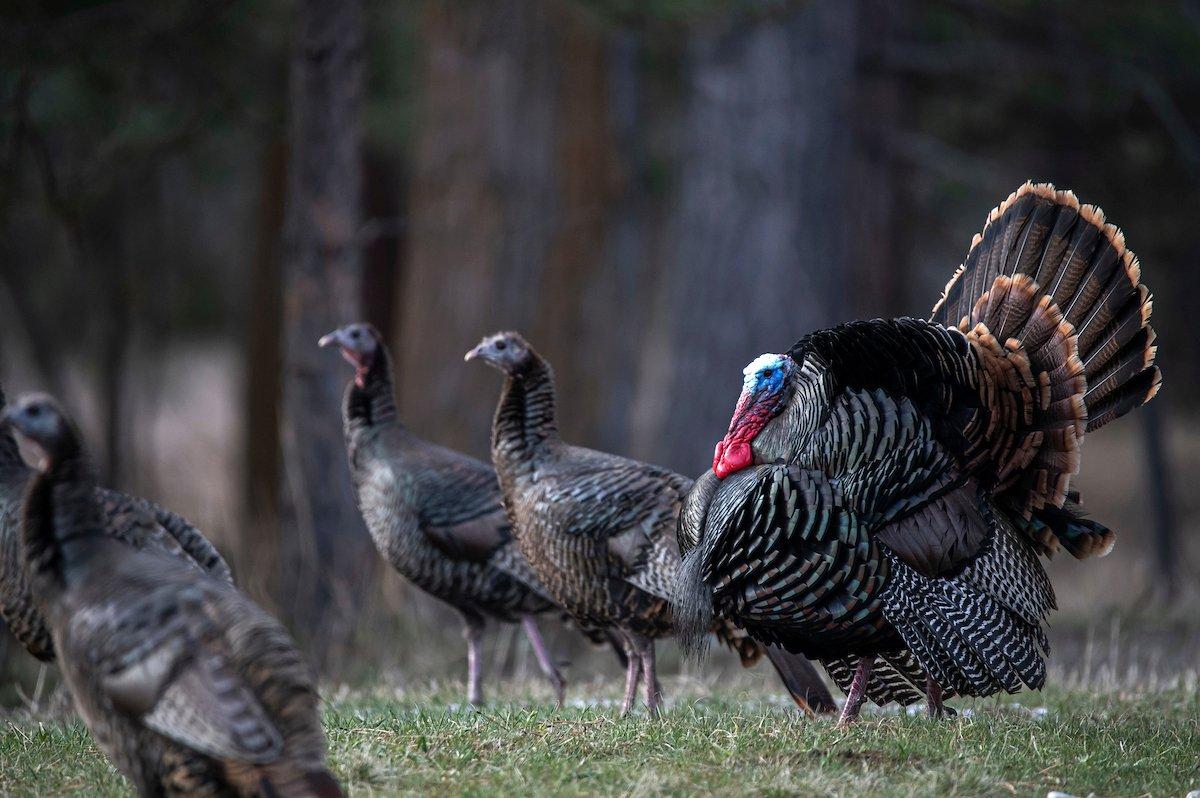 Could early season start dates be disrupting breeding patterns? Photo by John Hafner