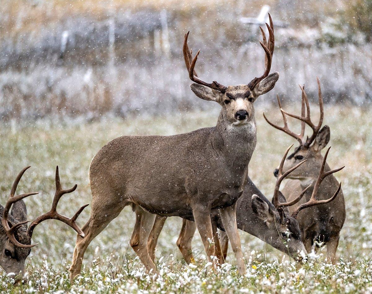 Wyoming is a great destination to hunt antelope and mule deer. Image by John Hafner
