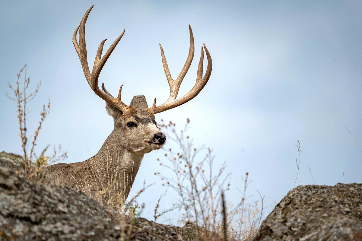 The West is dry right now ... really dry. Find remaining water sources and locate concentrations of game animals. Image by John Hafner