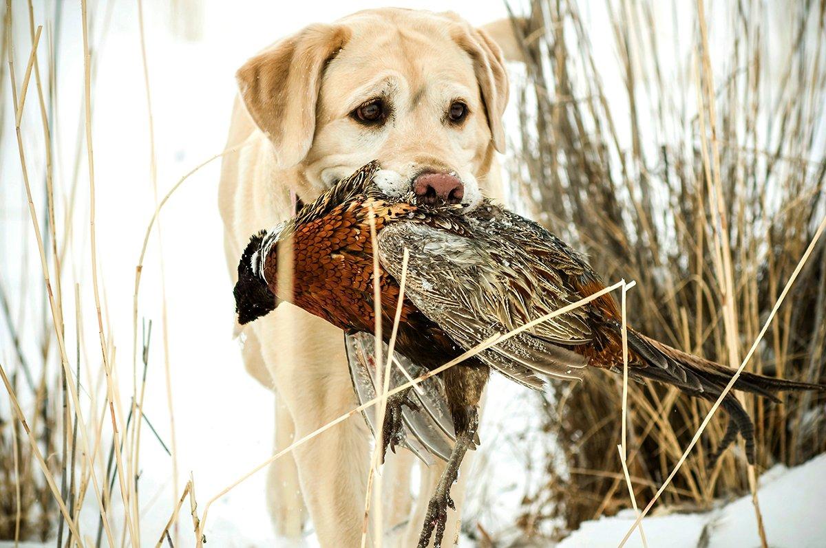 A good retriever is more than worth its weight. Image by John Hafner