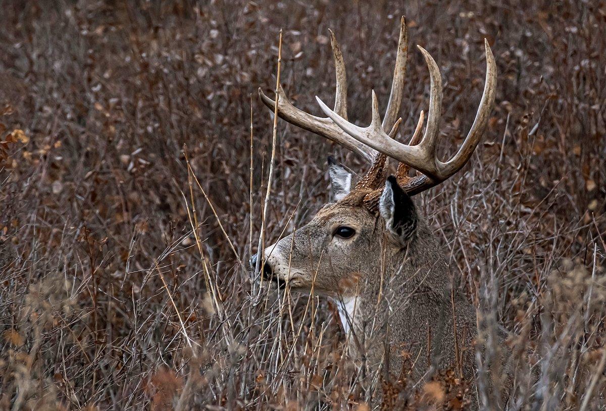 Some states that receive little press and pressure have giant whitetails. Image by John Hafner