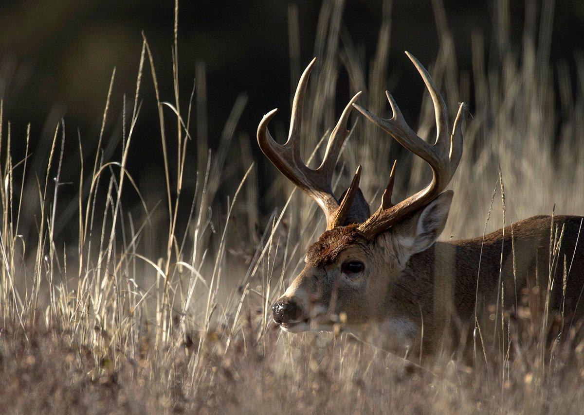 You can find a great buck in any state, but North Dakota is a big-time sleeper. Image by John Hafner