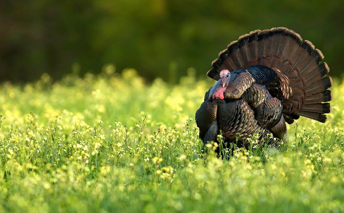 Any successful turkey hunt is special. Doing your own maneuvering and calling makes it even better. Photo by John Hafner