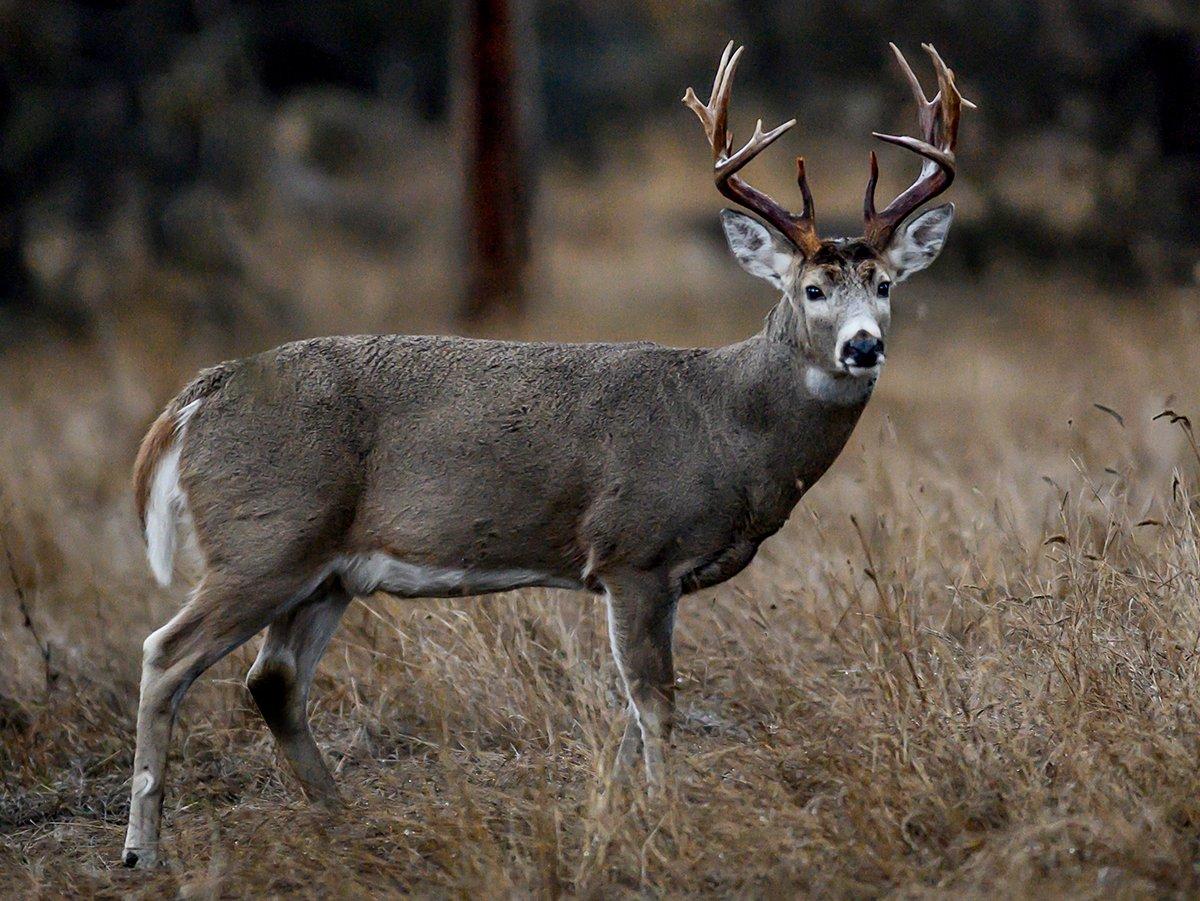Mature bucks rub-urinate on their tarsal glands to deposit unique scent in scrapes. It's their version of a social security number and pickup line, all wrapped into one. Image by John Hafner