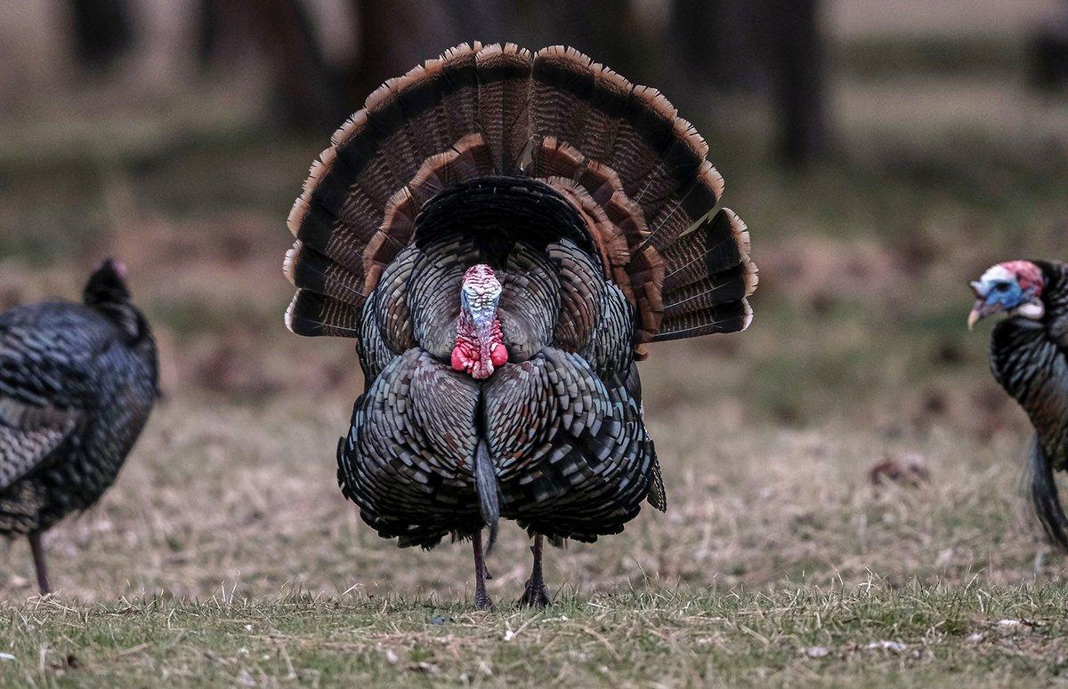Hunting public-land turkeys is slightly different. Here are tactics that work on these wily birds. Image by John Hafner