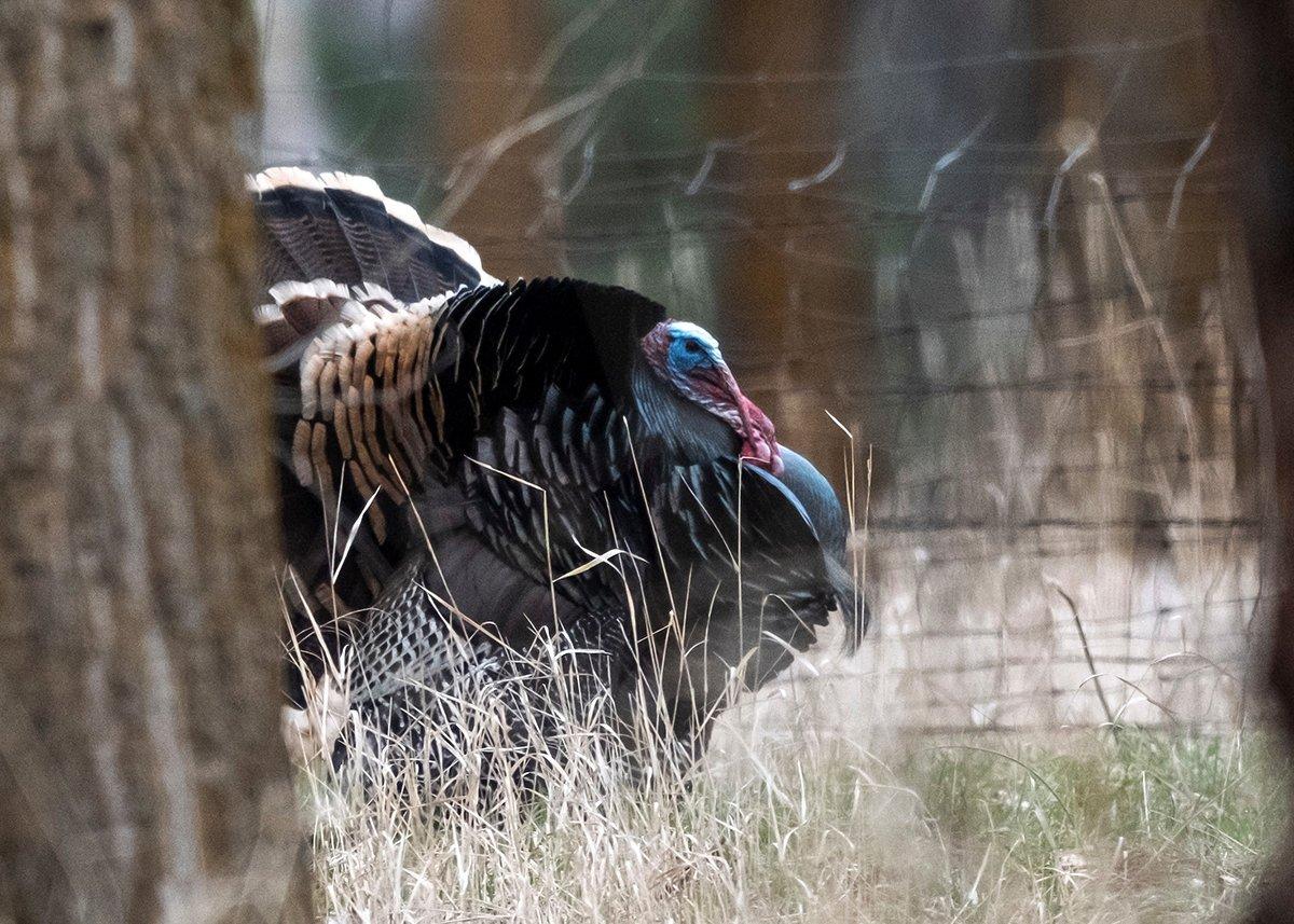 Hunting reservations in Nebraska and South Dakota typically means chasing Merriam's gobblers. Be prepared to hike. Image by John Hafner