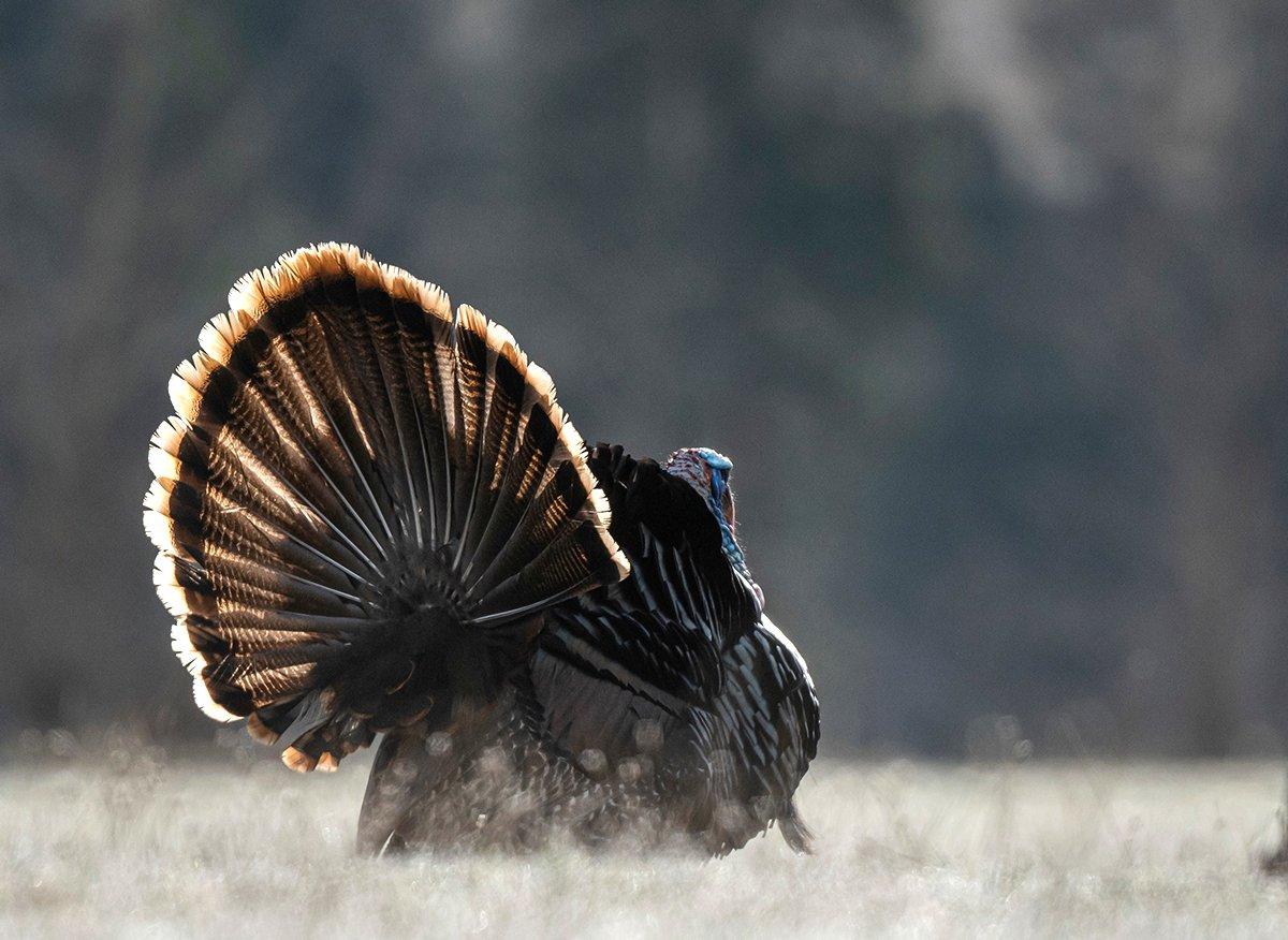 Be prepared to hike through big canyons and up steep hills to stay on traveling birds. Image by John Hafner